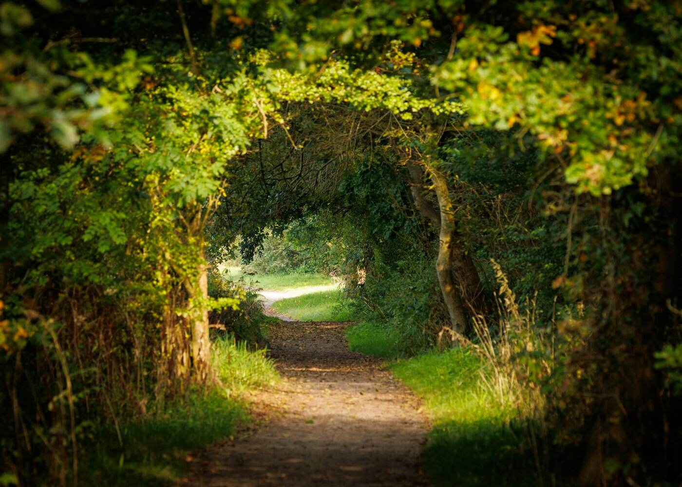 A green Cheshire lane in summer